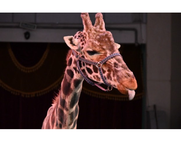 Жираф Шоу