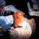 Серебряное Копытце