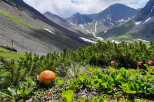 Горный массив Вачкажец: Заметки натуралиста