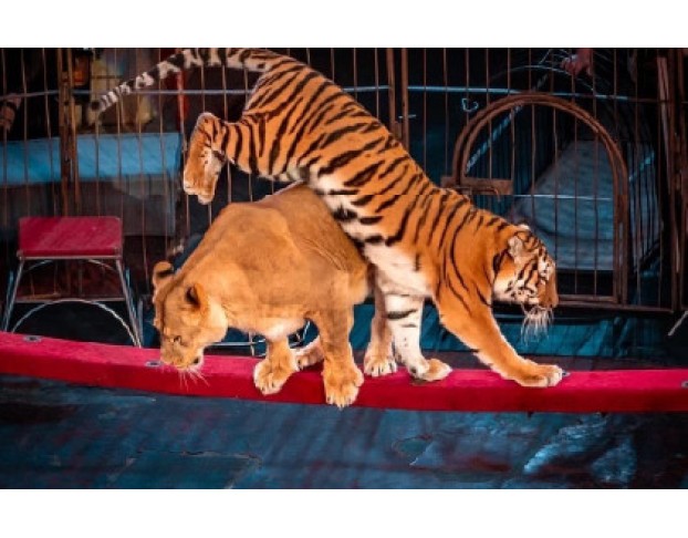 Империя Львиц