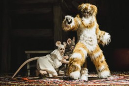 Все Мыши Любят Сыр