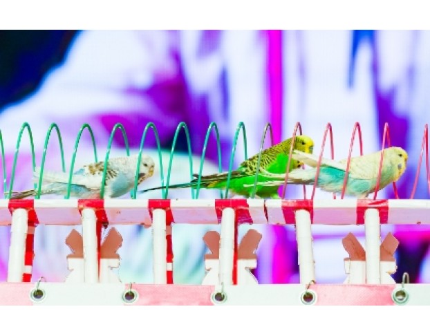 Пушистый Цирк