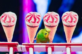 Пушистый Цирк