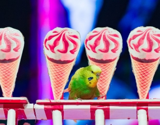 Пушистый Цирк