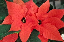 Времена Года. Музыкальное Путешествие в Мерцании Свечей