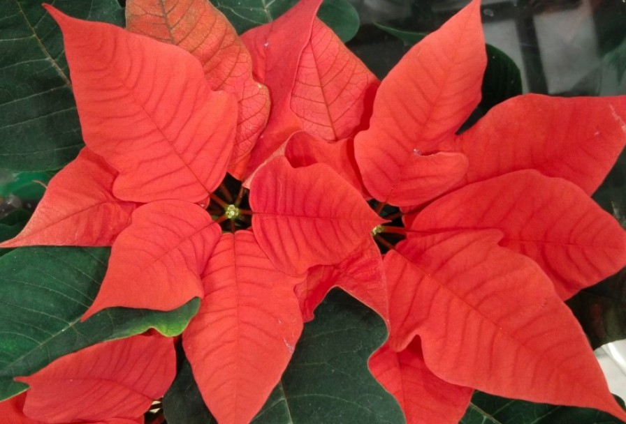 Времена Года. Музыкальное Путешествие в Мерцании Свечей