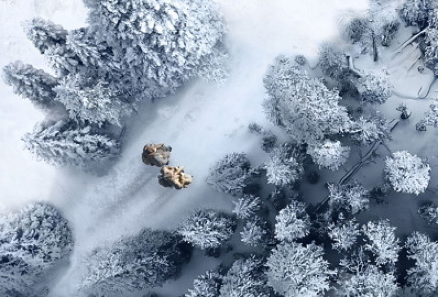 Облачный Полк