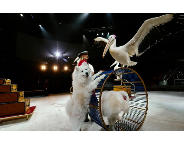 Цирк Филатовых