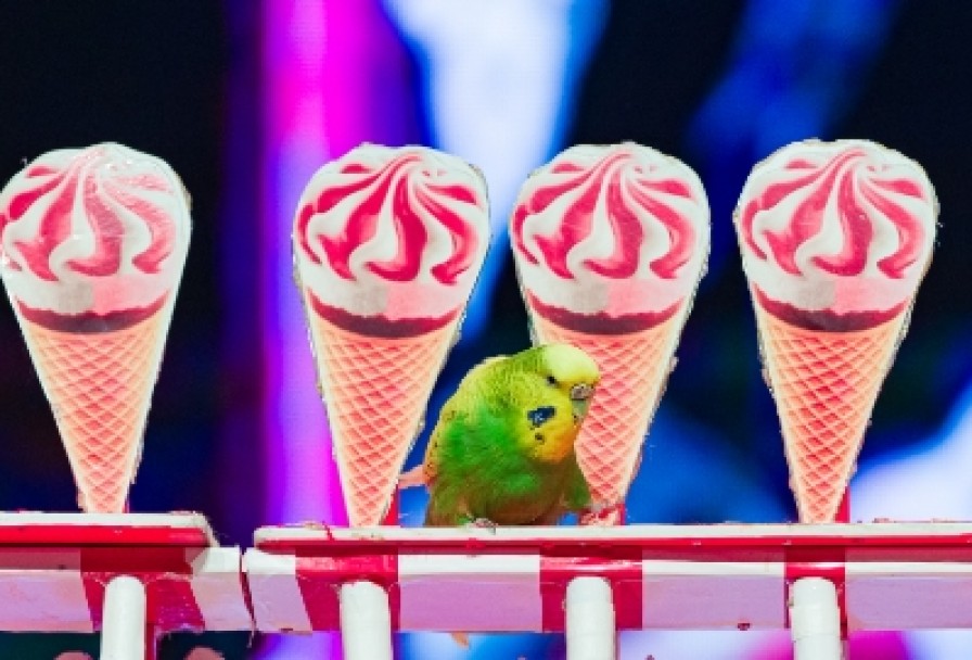 Пушистый Цирк