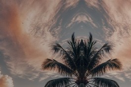 Satori Odyssey Concert Savaya