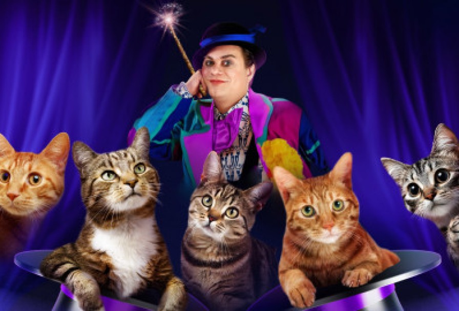 Волшебные Кошки