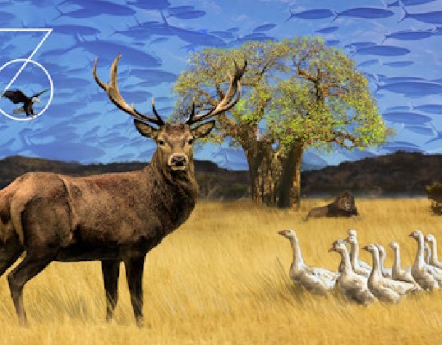 Чайка с Продолжением