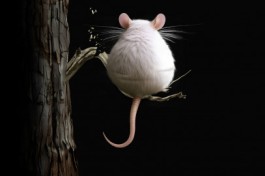 Цветы для Элджернона. Спустя