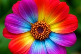 Цветик-Семицветик