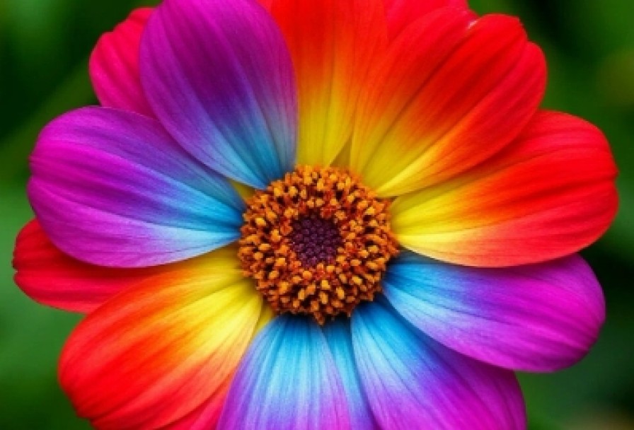 Цветик-Семицветик