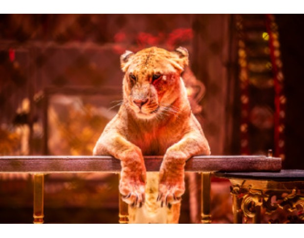 Новый Год в Стране Чудес