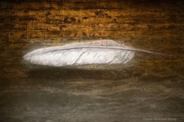 Мандрагора