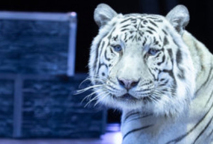 Шоу–вау Шоколадная Фабрика