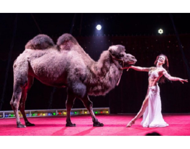 Новогодняя Ёлка в Цирке