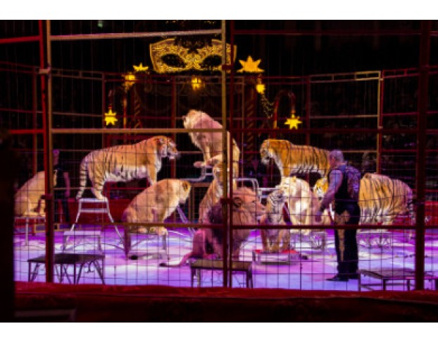 Маска. Приключения Ёлочных Игрушек