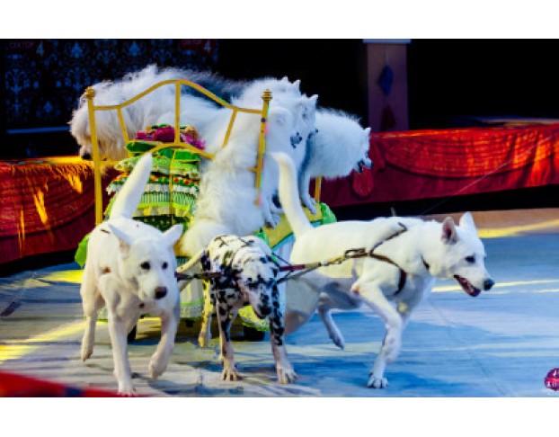 Новогодняя Тайна Пирата