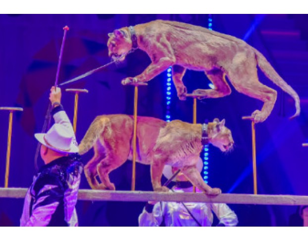 Елка в Цирке