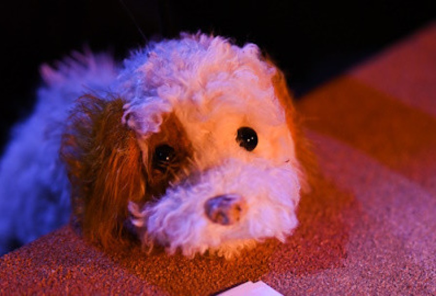 Умная Собачка Соня