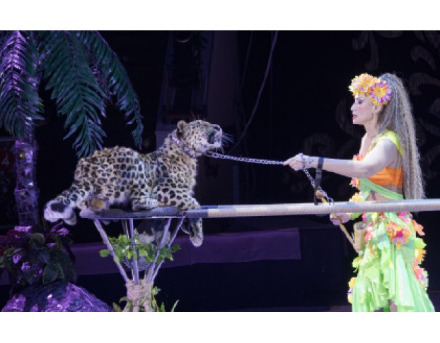 Новогодняя Тайна Пирата