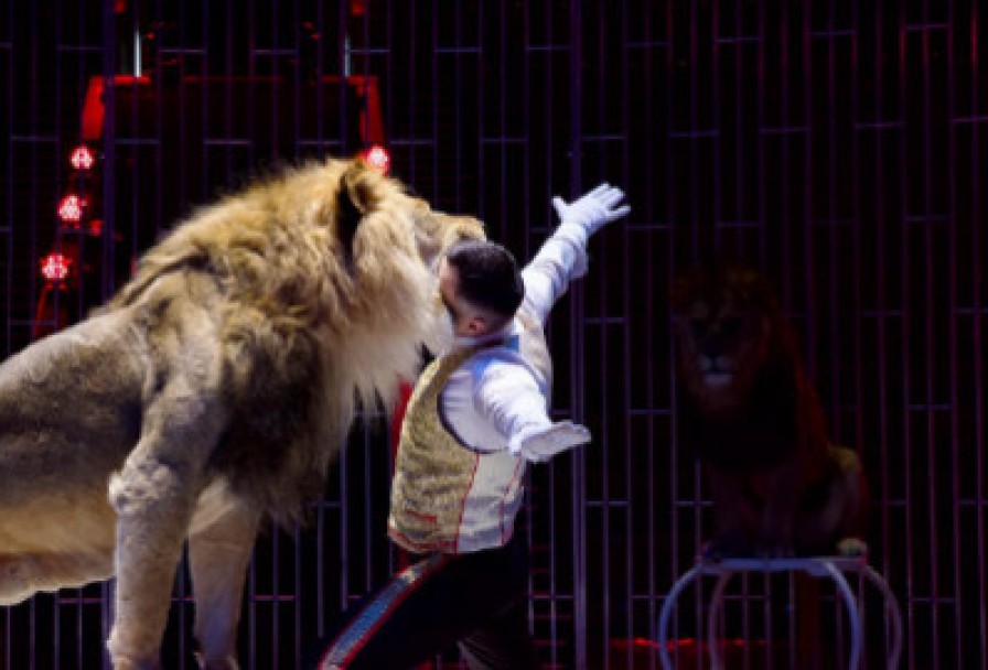 Принц Цирка