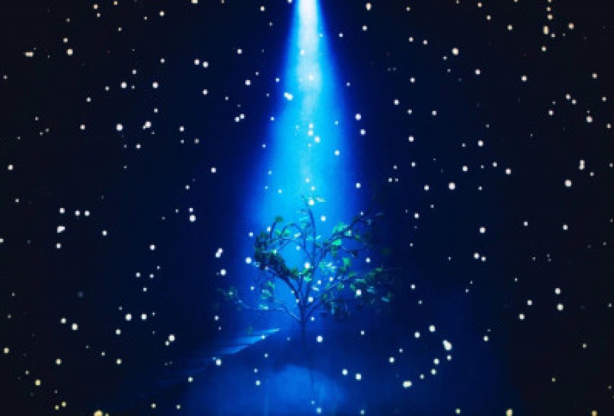 Любовь и Голуби