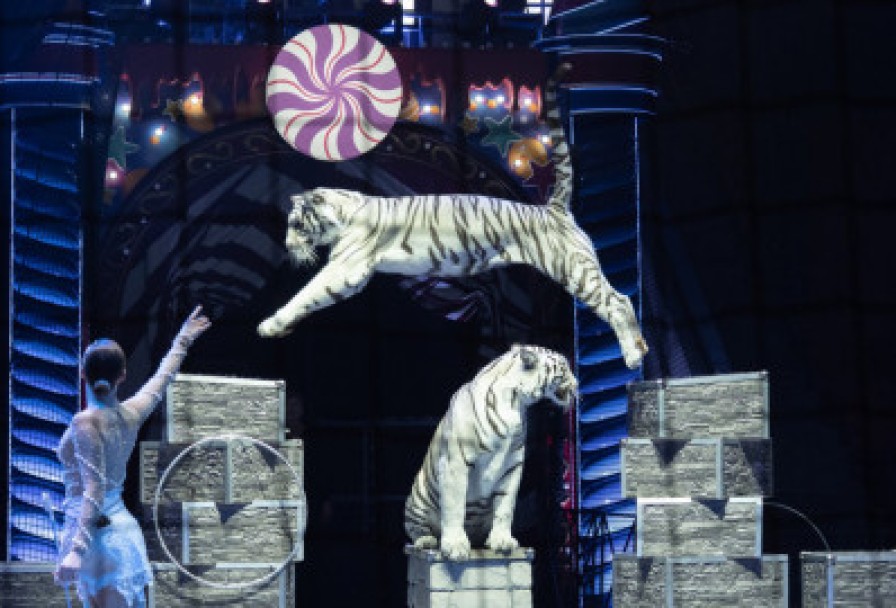 Шоу–вау Шоколадная Фабрика