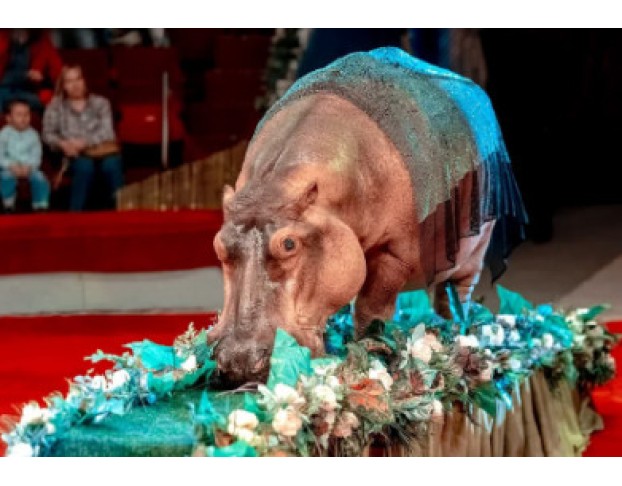 Новогоднее Тропик-Шоу