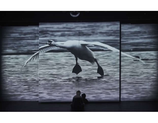 Гадкий Утёнок